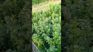wieczór na działce 🫐🌄