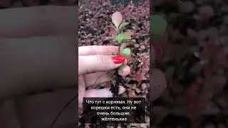 Укоренение зеленого черенка барбариса Тунберга Ред Пиллар
