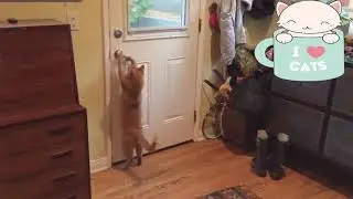 Котик открывает дверь, чтобы погулять со своими друзьями^^