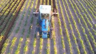Hilling Potatoes Ford 8630