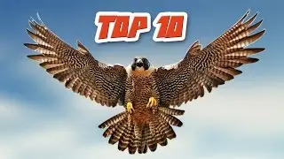 Top 10 Most Dangerous Birds in The World