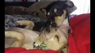 *Kissing Pups*