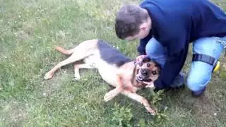 Dylan at RSPCA Sheffield
