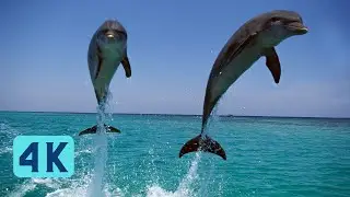 Amazing Dolphins & Whales Visual 4k | Deep Meditative Music | Deep Sleeping Music