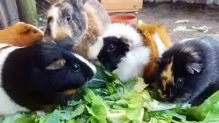 Meerschweinchen