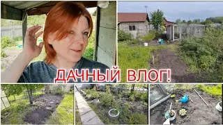 ДВА ДНЯ НА ДАЧЕ / КАК ЧУВСТВУЕТ СЕБЯ РАССАДА / ТРАВА РОСТЁТ БЫСТРЕЕ ОВОЩЕЙ.../ 11 июня 2024 г.