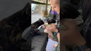 Marmalade Meets a Mini Panther