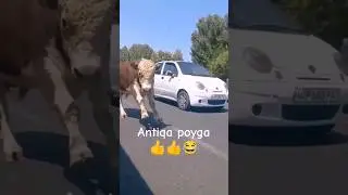 The bull went out on the highway and played racing with cars
