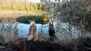Обычный день в тайге