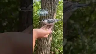 Comment if you love animals🙋‍♀️ #animals #birds #wildlife #animalover #bird #reptile #dog #fyp