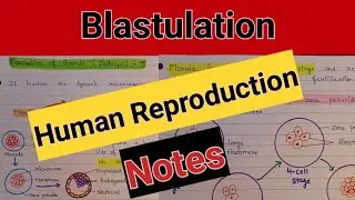Blastula formation | Embryo development |Human reproduction embryo development | blastulation