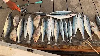 Fishing Tampa Bays shipping channel at the best time of day, jigging techniques for nonestop action 
