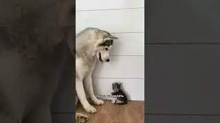 How to make a dog and a cat friends?