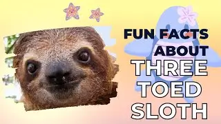 Animal Facts: Brown-throated Three-toed Sloth