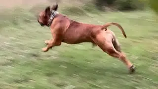 Boerboel Gets the Zoomies 