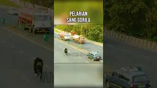 PELARIAN SANG GORILA