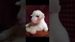 Allah emeklerinizi zayi etmesin inşallah