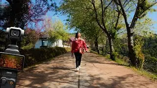 DJI Osmo Pocket 3 Cinematic Video: Flowers