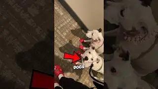 These Dogs Were In SPORTS Mode 