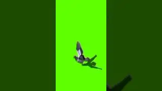 पिजन का ग्रीन स्कीन वीडियो #f#greenscreen