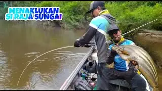 Cat fish sungai kalimantan INDONESIA