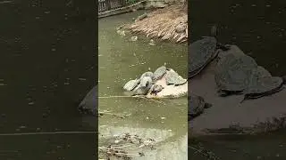 Поход в зоопарк. 