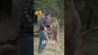 Dude saved his puppy from a kangaroo 
