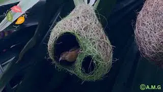 🪹 Aerial Architects: Building Nests Above🪶 