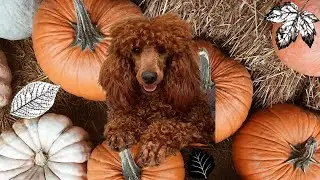 Fall pups 2