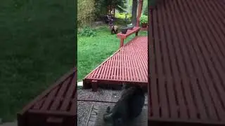 Кошка против медведя