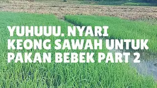 NYARI KEONG SAWAH UNTUK PAKAN BEBEK PART 2 - PB. SRI ASIH CIPAJANG