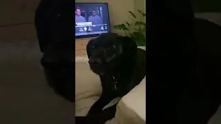 Dog speaks #shorts #dog #doggo #pet #dogs #animal #funny #cute #aww