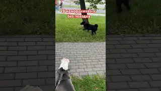 Без поводка но в наморднике 