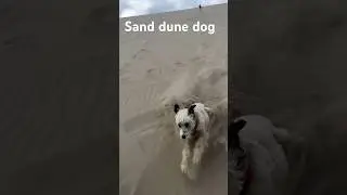 Sand Dune Dog coming in hot