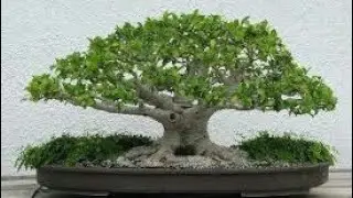 Bonsai (kiçik ağaclar)