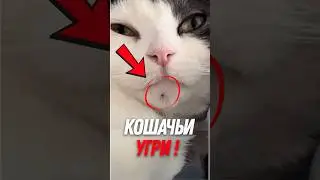 Does your cat have BLACK DOTS on its chin?