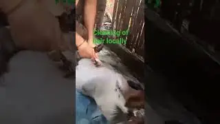 Shaving hair locally