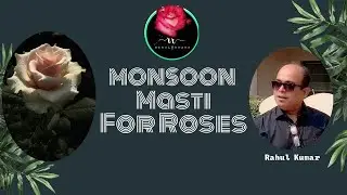 गर्मी गई मानसून आया ,कमर कस लो गुलाब के लिए/Monsoon Is Here ,Get Ready For Upcoming Season Of Roses