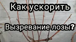 как ускорить вызревание лозы  винограда