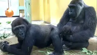 ('19/8/11)ゲンタロウとキンタロウ 6⭐️ゴリラ【京都市動物園】Gorilla Brothers Gentaro & Kintaro 6