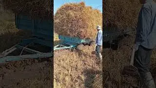 Трактор МТЗ 82 застряла в болоте#Таджикистан#🇹🇯#Регар#Тойчи🚜