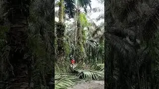 VIRAL VIRAL BUAH SAWIT#shorts