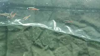 Neon Tetras
