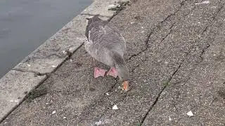 Greylag Geese like apples