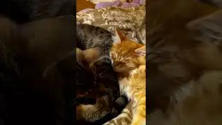 Сестра Ева выкормила своего брата.😾🐅🐈