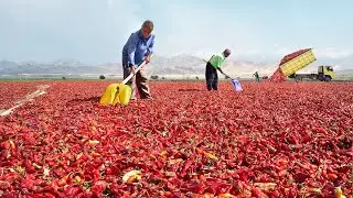 How They Harvest & Process Millions of Red Chilli Peppers by Hands