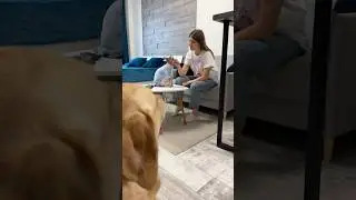 Ревнивый пес😄