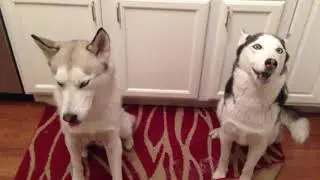 Des huskies chantent «bonne fête»