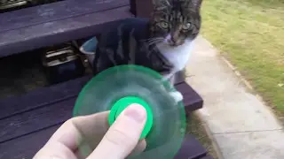 CAN A FIDGET SPINNER KILL A CAT????