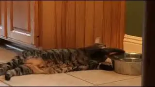 #кот #котики #смешно #юмор #мемы #приколы #когти #милые #любимые #животные #весело #милота